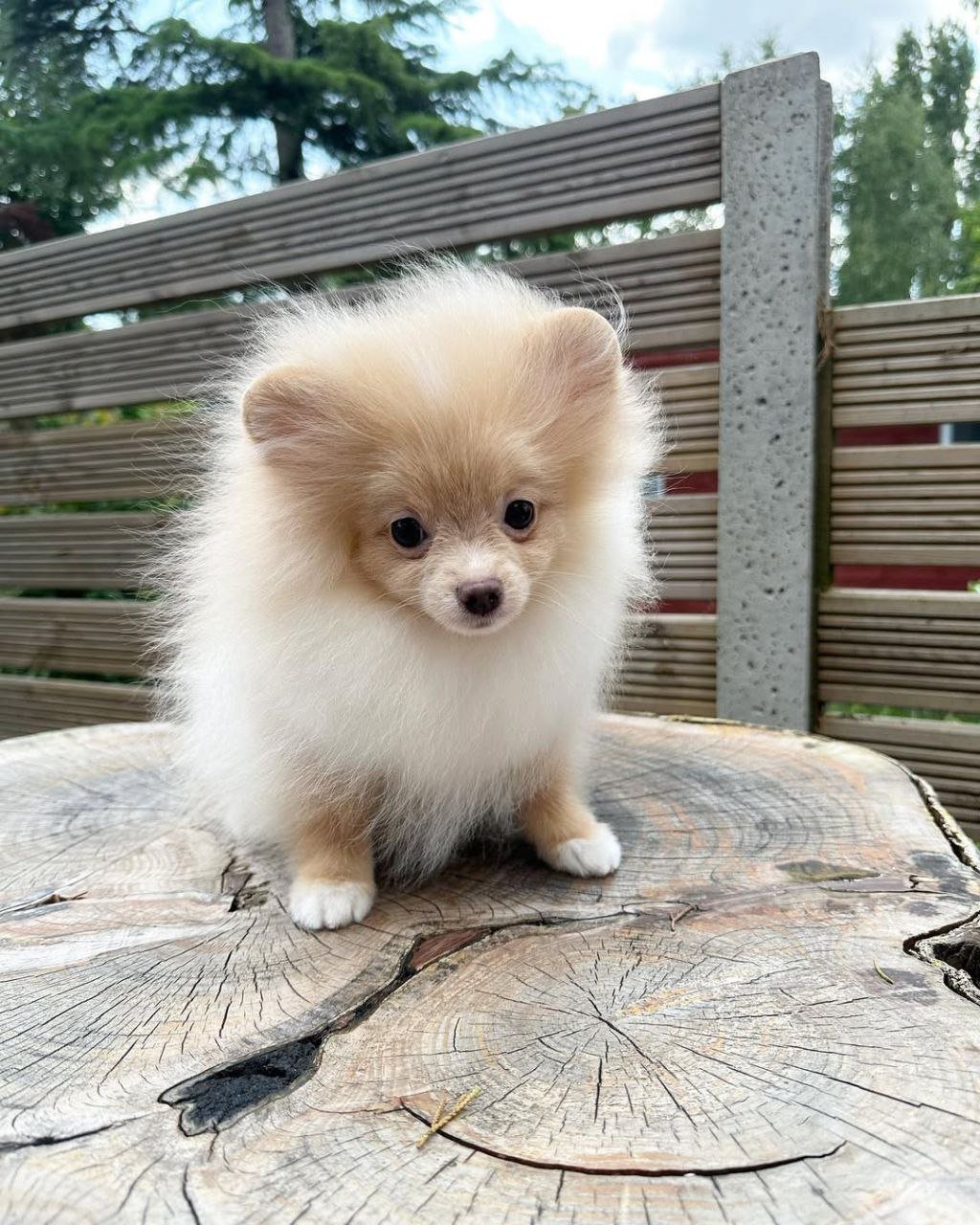 photo_1_2026-03-10_20-29-15