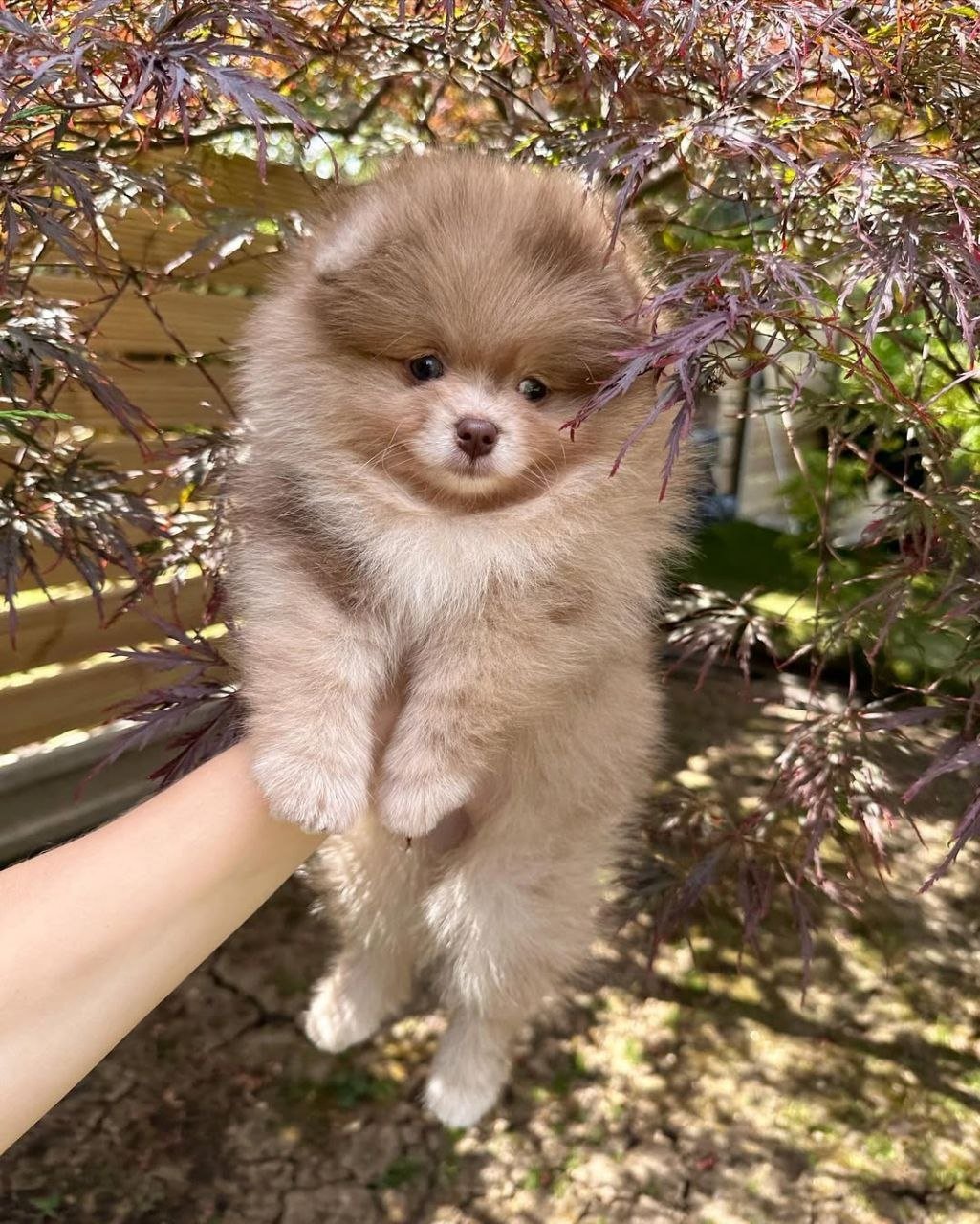 photo_2026-04-10_02-38-02